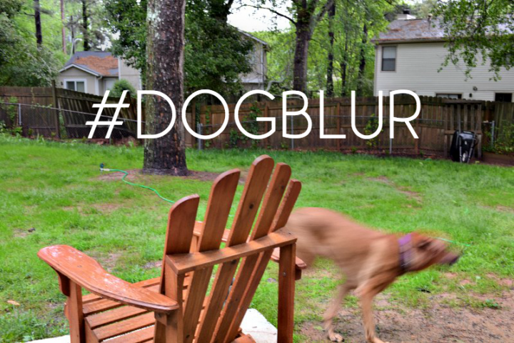 dogblur