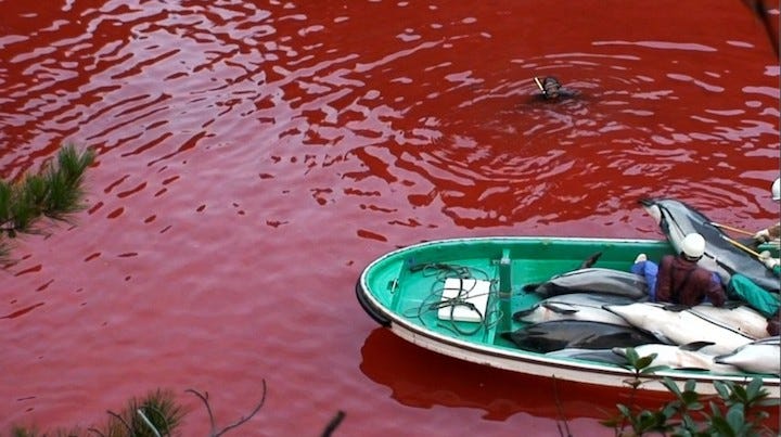 About 2300 dolphins are slaughtered for food every year in this secret cove near Taiji, Japan filmed with covert cameras by the Oceanic Preservation Society. Even though the meat is toxic the Japanese government sanctions the use of the mercury laced meat for school lunch programs. Secret Dolphin Cove in Taiji Japan, site of annual dolphin slaughter