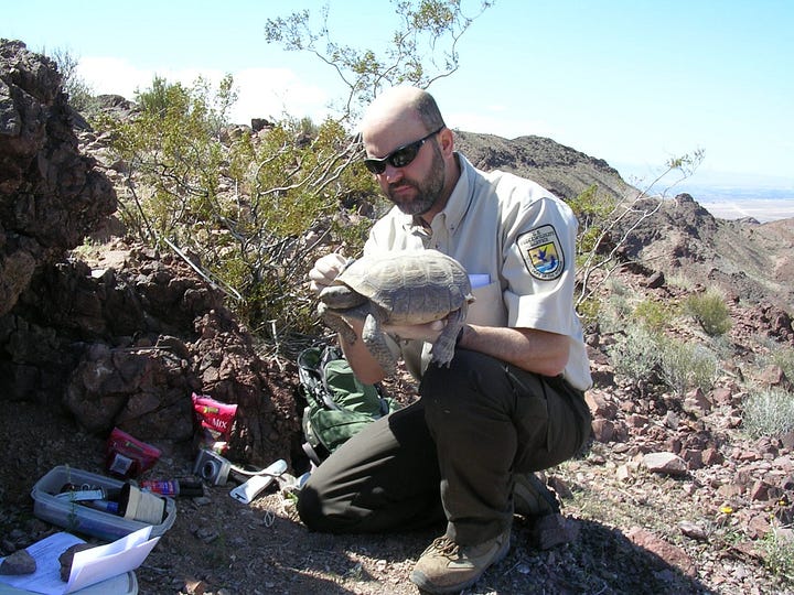 FWS Scholar and Desert Tortoise Recovery Coordinator, Roy Averill-Murray, attaching a transmitter on a Mojave Desert tortoise. Photo Credit: Kimberleigh Field, USFWS.