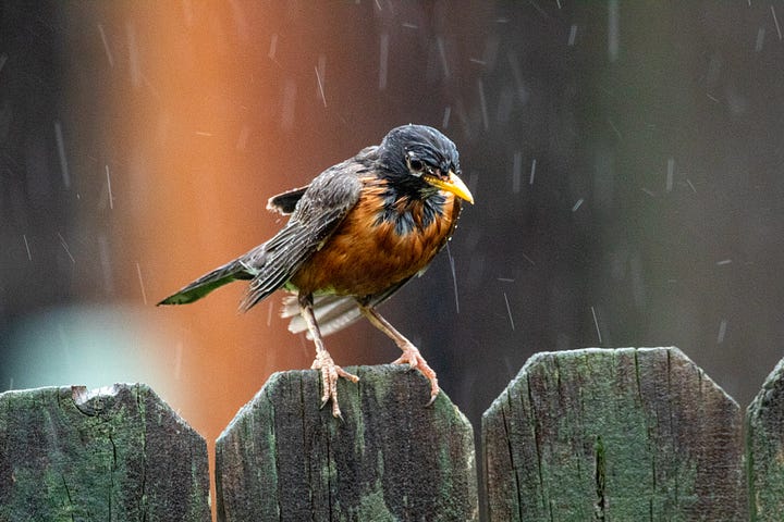 A robin on a fence in the pouring rain