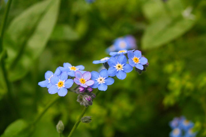 A spray of forget-me-nots