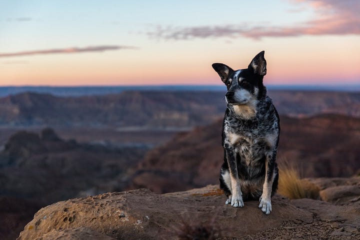 A dog on a mountain contemplating life.