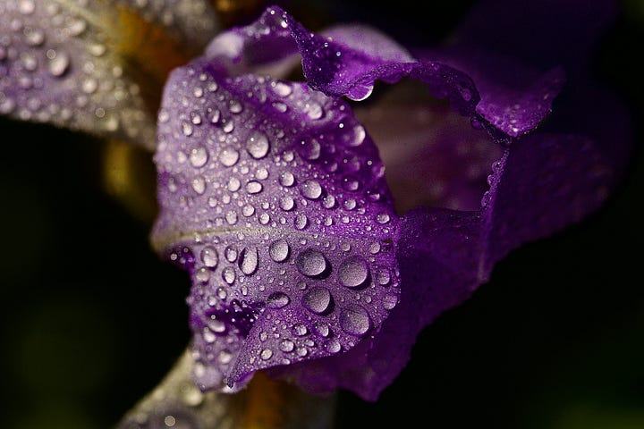 an image of a purple petal with nestling dewdrops on a black background