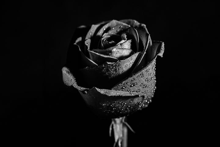 a beautiful black rose with dewdrops on a black background