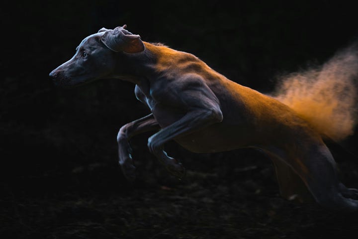 A big brown dog jumping in mid air