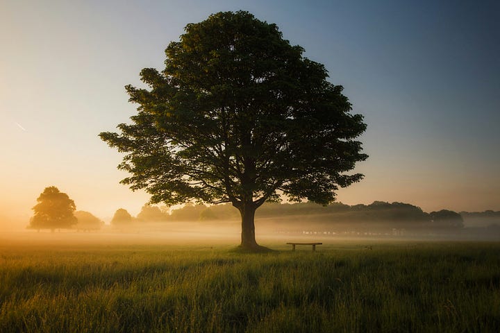 A tree in the middle of open land during a sunset.