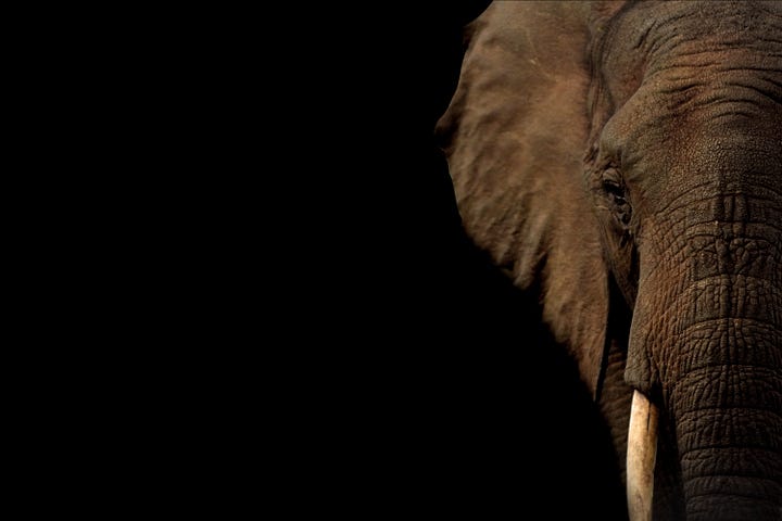Image with a black background and the head of an elephant seen only half on the right side of the image.