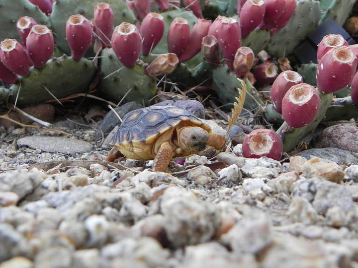 Sonoran Desert tortoise (Gopherus morafkai) in Arizona
