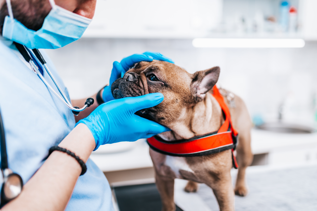 Vet Treatments for French Bulldogs