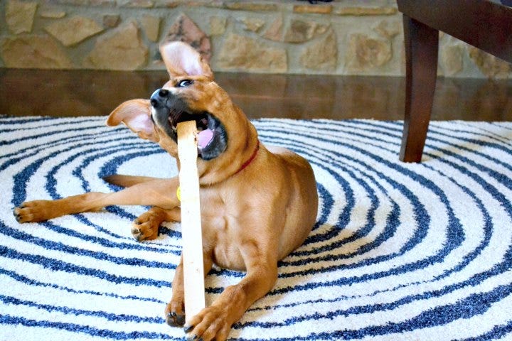 puppy chewing on a paint stick