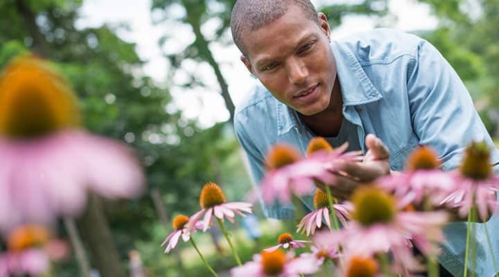 Man gets health benefits from echinacea
