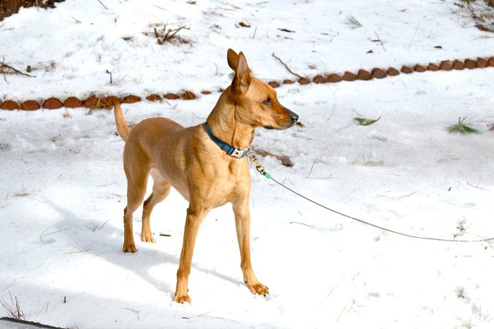 Charlie in the snow