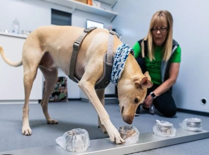 Dogs identifying Corona in Finland, deployed with the instructor at Helsinki airport