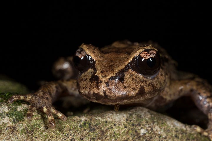 Maud Island Frog - Photo by Chris Helliwell