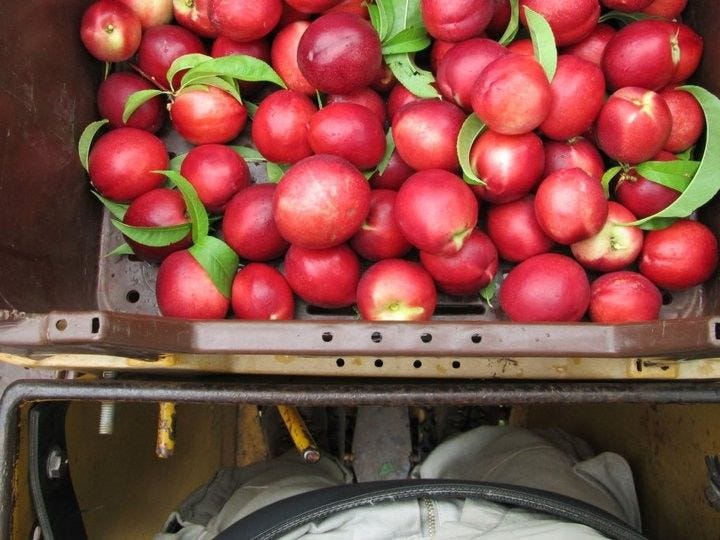 A tub full of chonky nectarines, on the front of a ‘cherry-picker’ mobile platform.