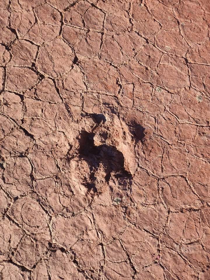 dinosaur track -Photograph captured by yours truly