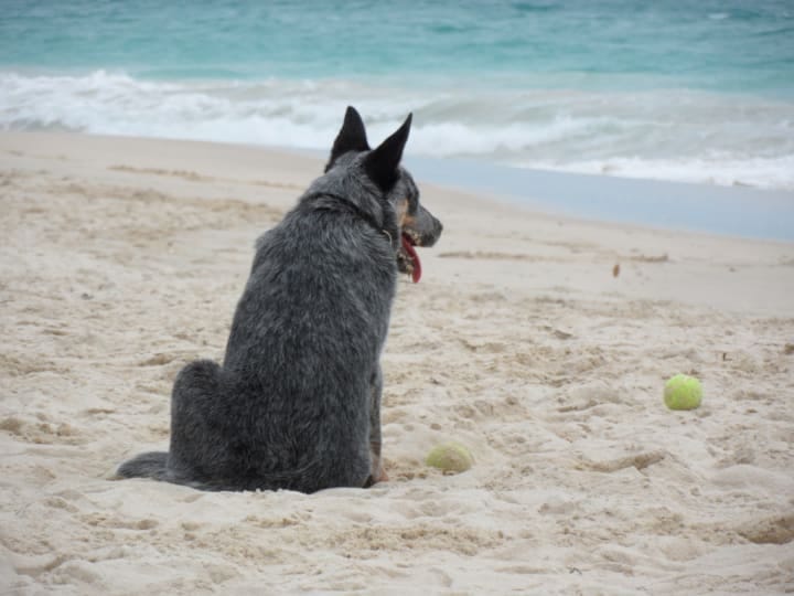 A blue heeler at the beach, her ball is off to the side