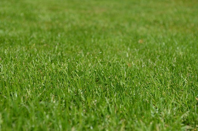 Lawn Grass Suppliers in Delhi-NCR