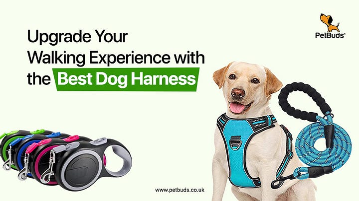 Invest in Dog Walking Accessories for a Happier, Healthier Walk