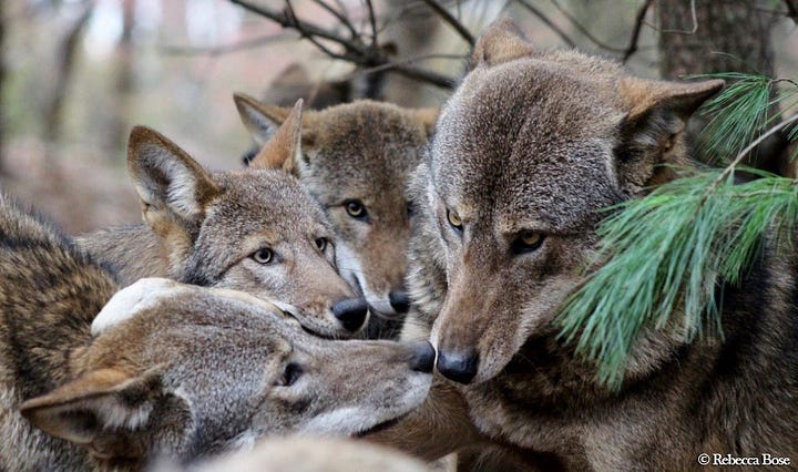 The Red Wolf of Yesterday, Today, and Tomorrow | Defenders of Wildlife