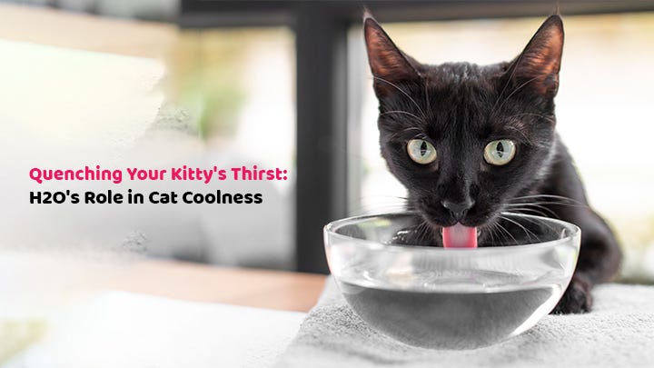 Quenching Your Kitty’s Thirst H2O’s Role in Cat Coolness