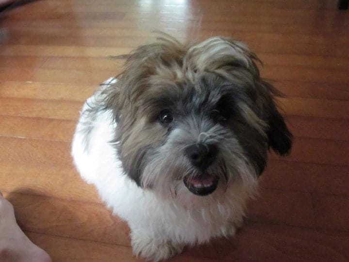 Lhasa Apso pup with brown hair on his head and face and a white body smiling for the camera.