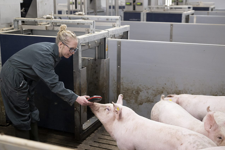 Dr Amy Taylor scans a pig in a stall at the National Pig Centre.