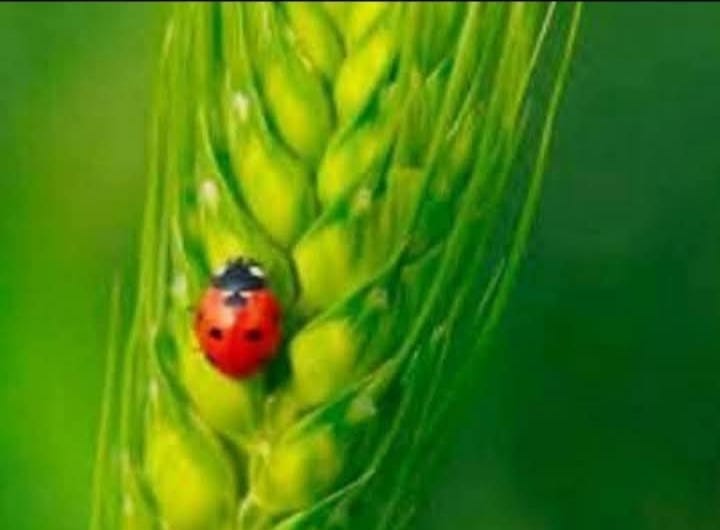 This insect is not harmful, so farmers do not kill it, and everyone has a different name for it in…