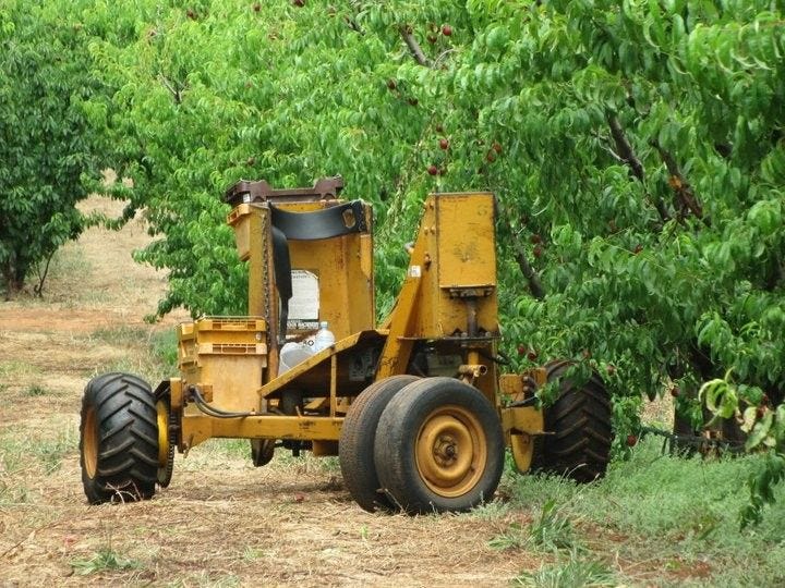 The ‘cherry-picker’ mobile platform in the orchard.