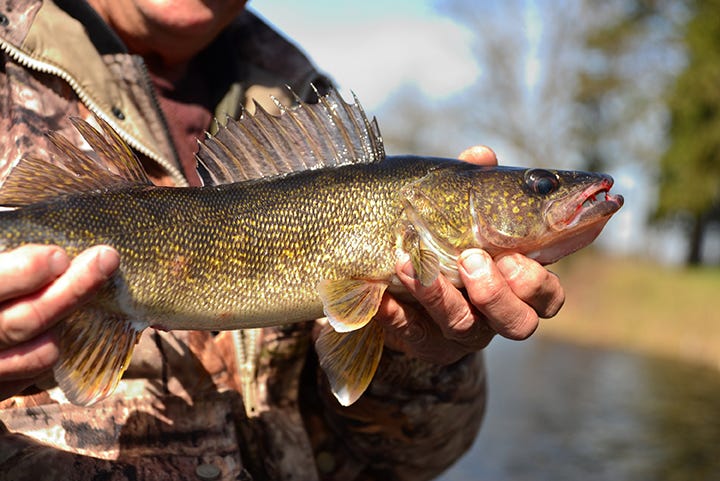 Walleye