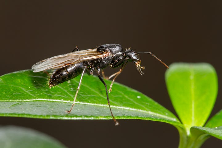 all-the-bugs-in-my-yard-medium