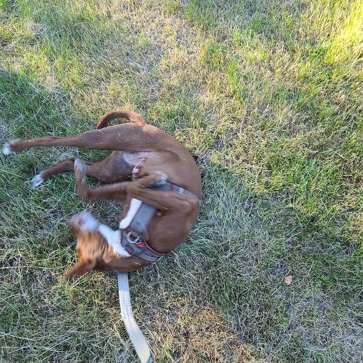 A chocolate brown dog with a white patch extending from her chin down to her chest rolls in the grass while wearing a light green and brown dog harness with dog tags attached. A leash is visible protruding from the clip on the harness. The grass is a mix of greens ranging from bright lush “go” green to dull, faded lime green. The photo contains a blur of motion, with the dog’s hind legs kicked off to the left of the frame and its front legs raised slightly up into the air near the dog’s face.