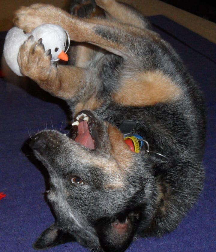 A blue heeler clutching a snowman squeaker