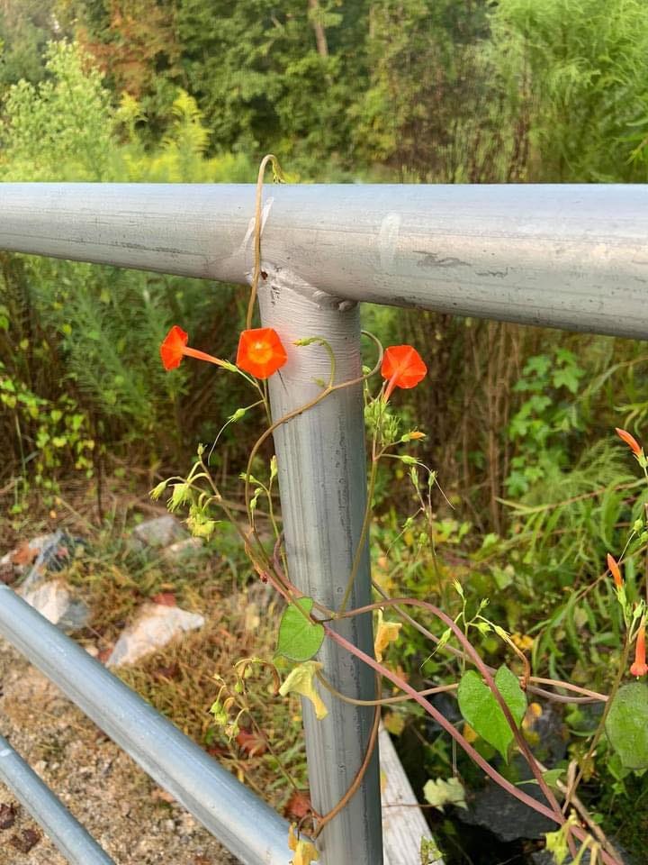 Orange and yellow flowers grow along a vine that is wrapped around a silver metal pole. There is greenery (leaves and shrubs) in the background.