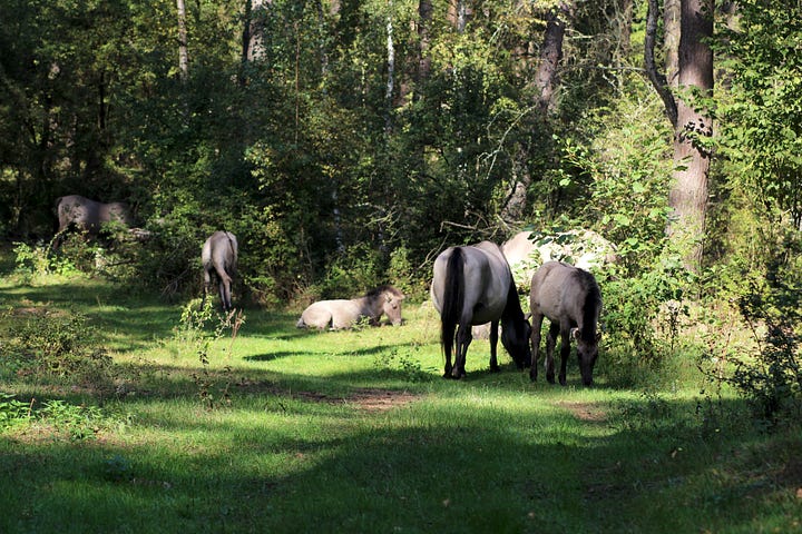 Horses in a glade in the woods. The sun is shining. There is calm in the picture.