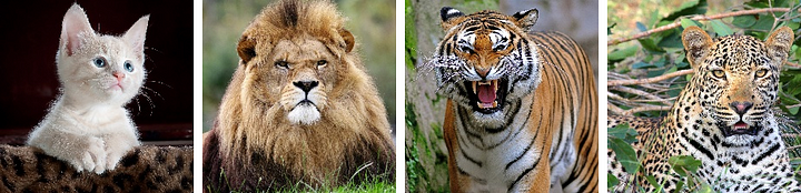 cat, lion, tiger and cheetah