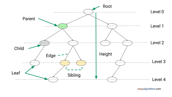 Terminologies in a Binary Tree