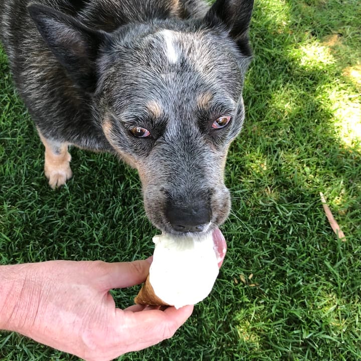 A blue heeler licking an ice-cream cone