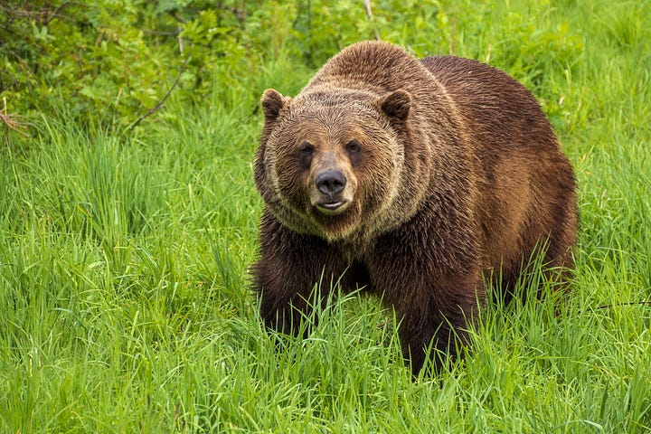Alaskan Brown bear walking toward you in a field of green grass