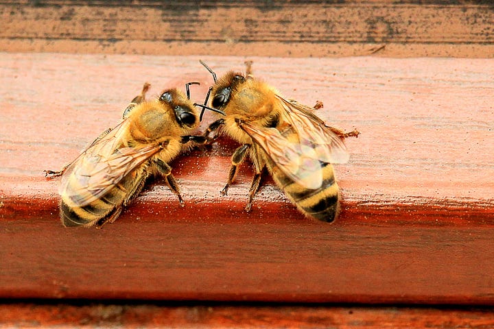Two honey bees facing each other