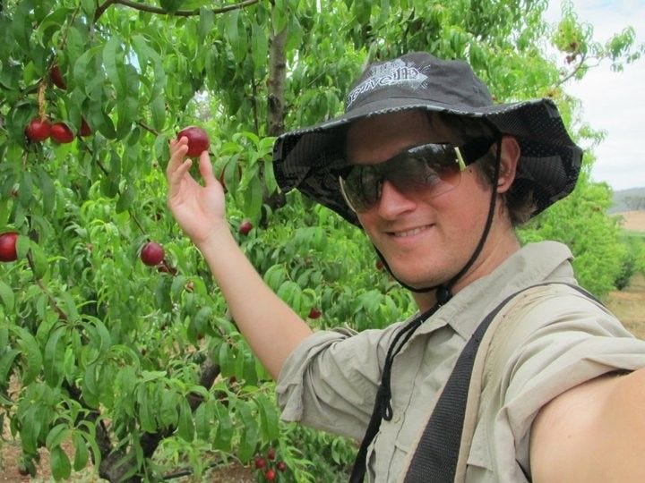 A fruit-picker taking a selfie while picking smol nectarines from low in the trees.