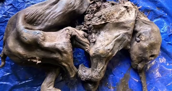 Unexplained: 30000-Year-Old Woolly Mammoth Found In Canada