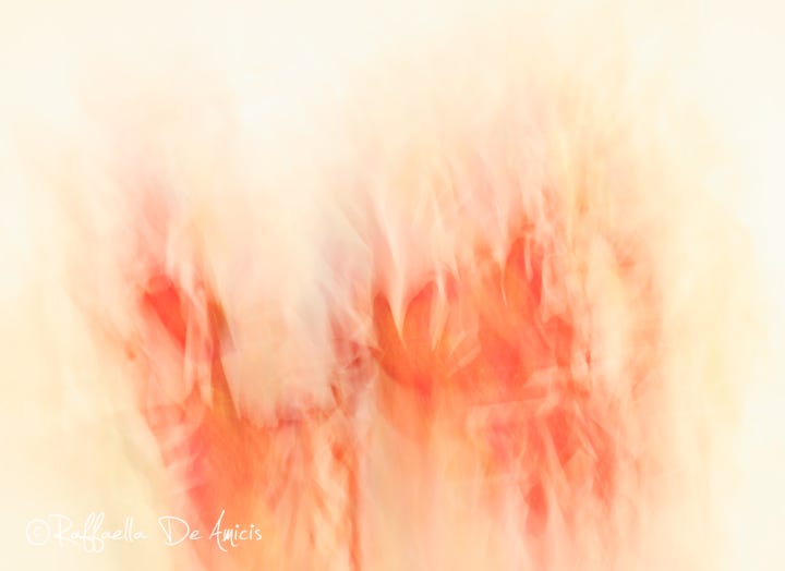 floral abstract fine art photo in reds, cream, and pale yellow