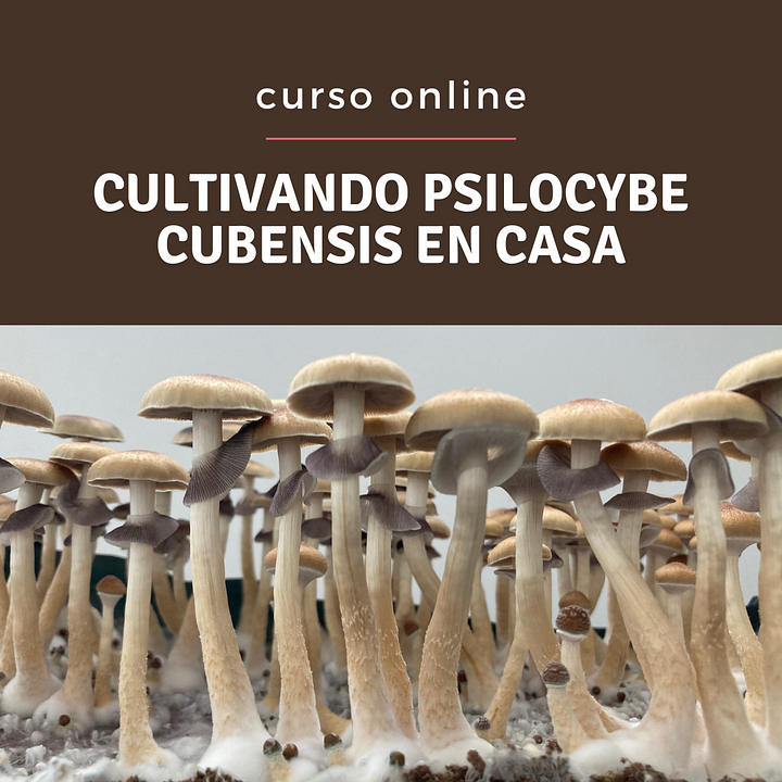 Aprende a cultivar Psilocybe Cubensis