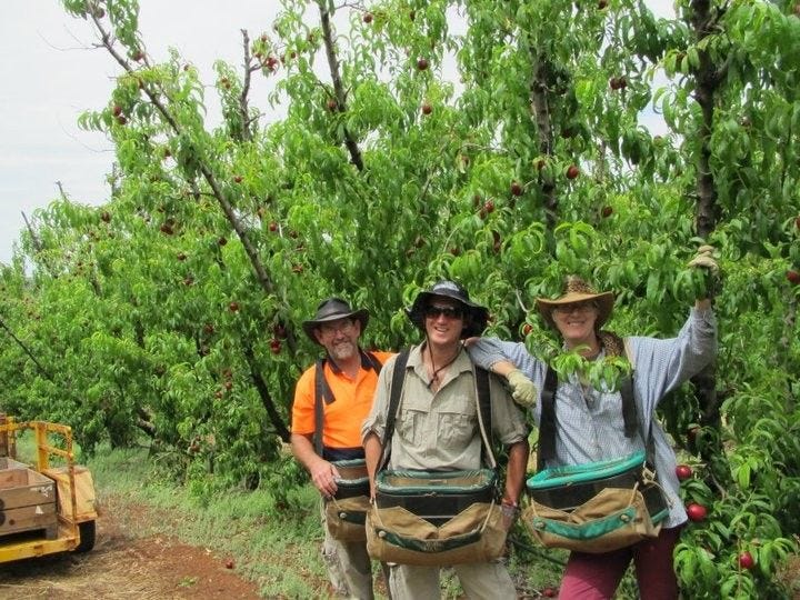 Three fruit-pickers standing next to each other smiling to camera.
