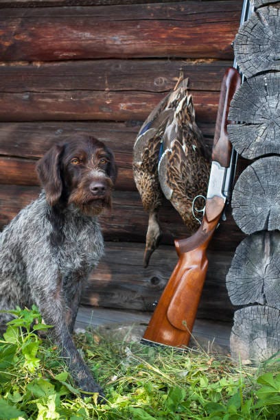 Enjoy the Exciting Experiences of Colorado Duck Hunting Outside with Birds and Bucks