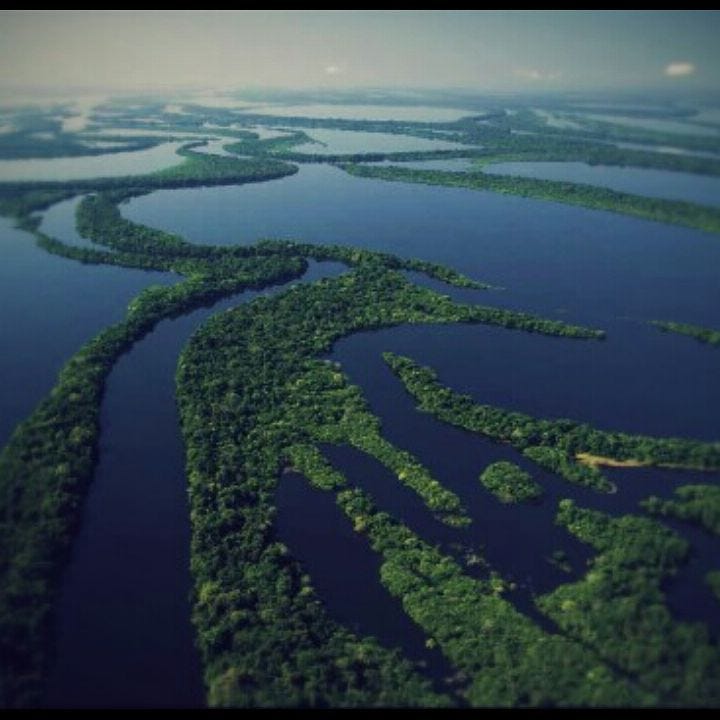 Rio Negro, no Amazonas, com as águas em um tom azulado e muitos braços de floresta, em verde musgo. Foto tirada por Átila Simonsen