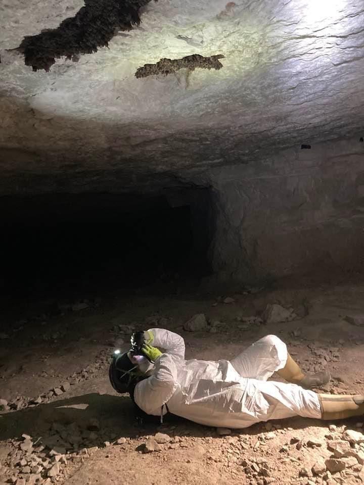Counting hibernating Indiana Bats as part of a large survey effort at Sodalis Nature Preserve. Photo Credit: Jaynie Doerr.