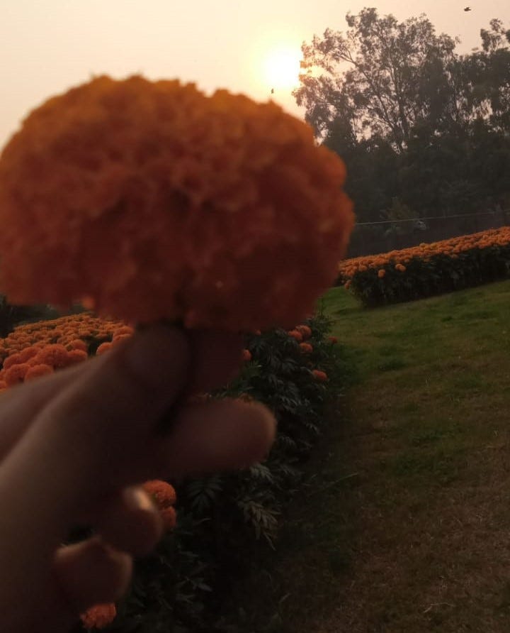Holding a beautiful flower and watching the sunset in the field of flowers