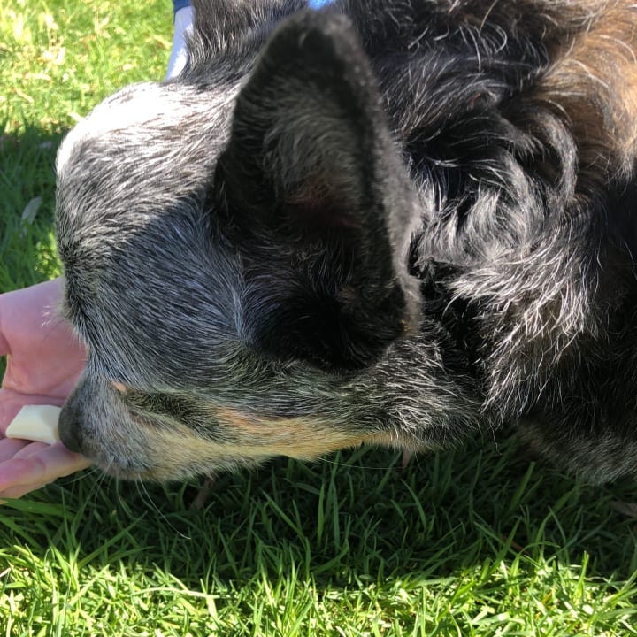 Pepsi, a blue heeler licking a piece of white chocolate